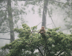 A Jaguar In The Shadows
