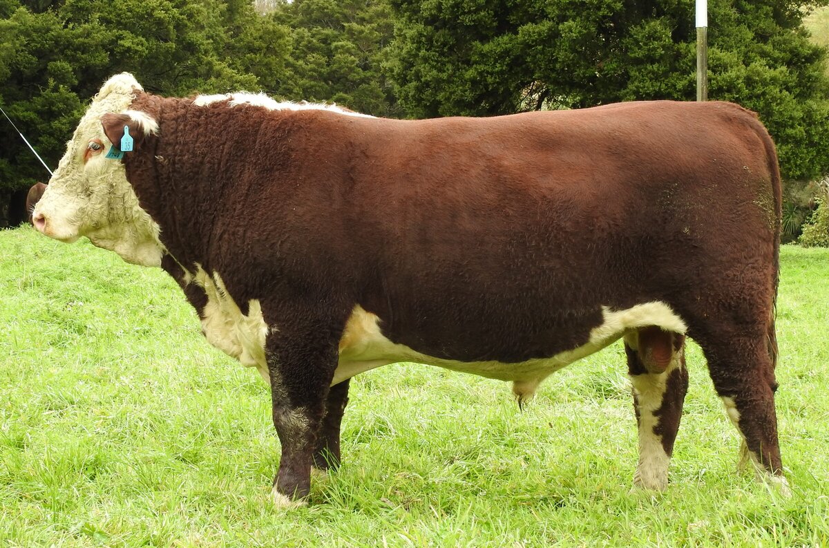 Bulls for Sale | Glenbrae Stud