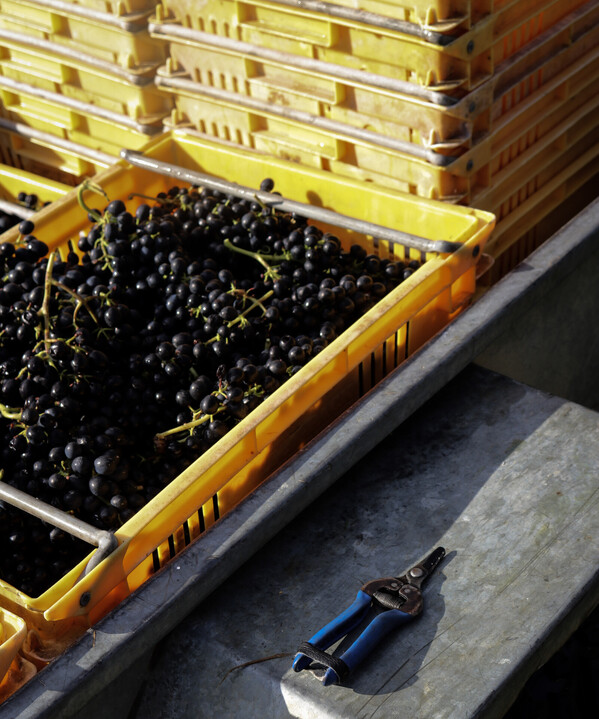 small-batch wines, Waiheke Island