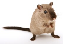 Kerrin O'Regan - DirectorMYOB & Xero Expertkerrin@greenmouse.co.nz