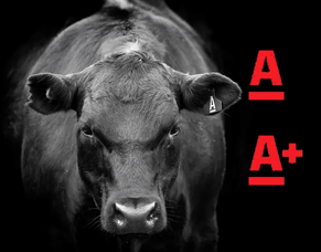 AngusPure endorsements for quality bull selection