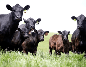 RBVs exclusive to AngusPRO members in New Zealand