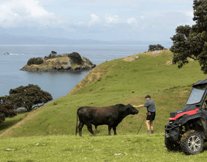 Ohana Farms, Corromandel