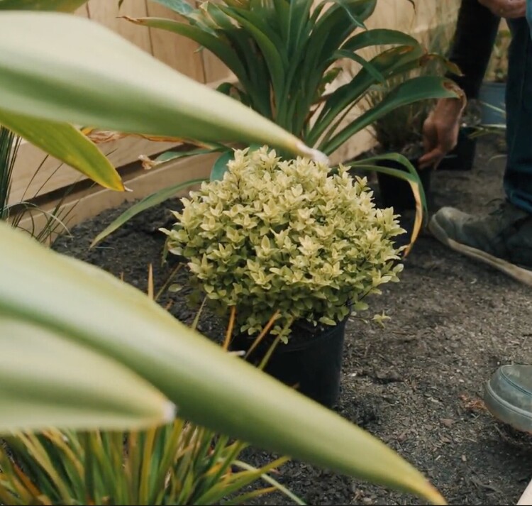 New garden planting and landscaping project Richmond Tasman