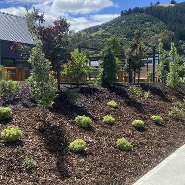 Specimen tree planting Nelson garden