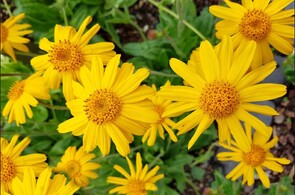 Arnica Cream