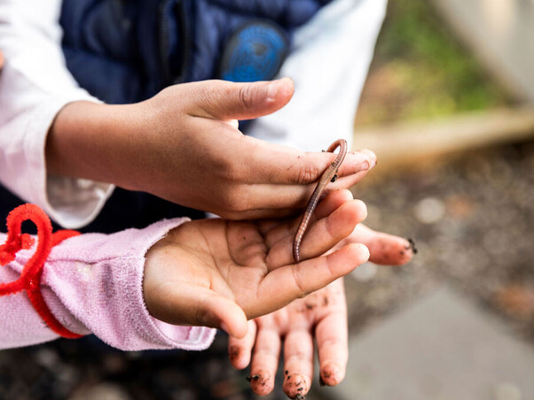 Montessori practical life: caring for compost worms
