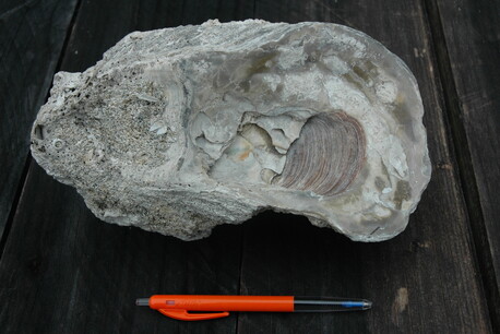 3 million year old oyster