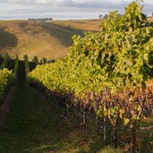 Our Vineyard