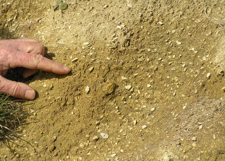 Limestone showing old sea bed
