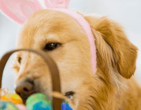 Keeping your pet safe this Easter