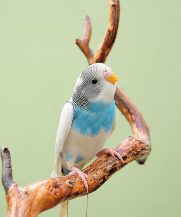 Budgie Bird On a tree for Forever Friends Pet Cremations