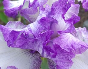 Gardening is an art form - Jane Crosbies garden Atea - the artists garden