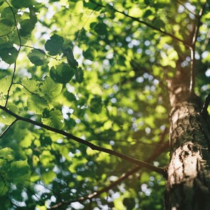 Sustainabilitiy - At Panda Events, we prioritise eco-friendly options when working with suppliers and clients, and always strive to implement kaitiakitanga principles.We focus on long-term strategies for making a positive impact on the environment and society.