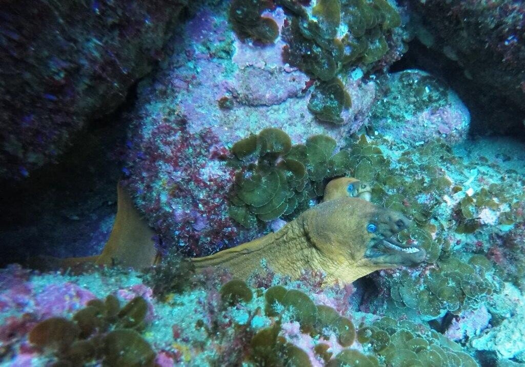 Dive Zone Tauranga Tauranga's Scuba and Free Diving Specialists