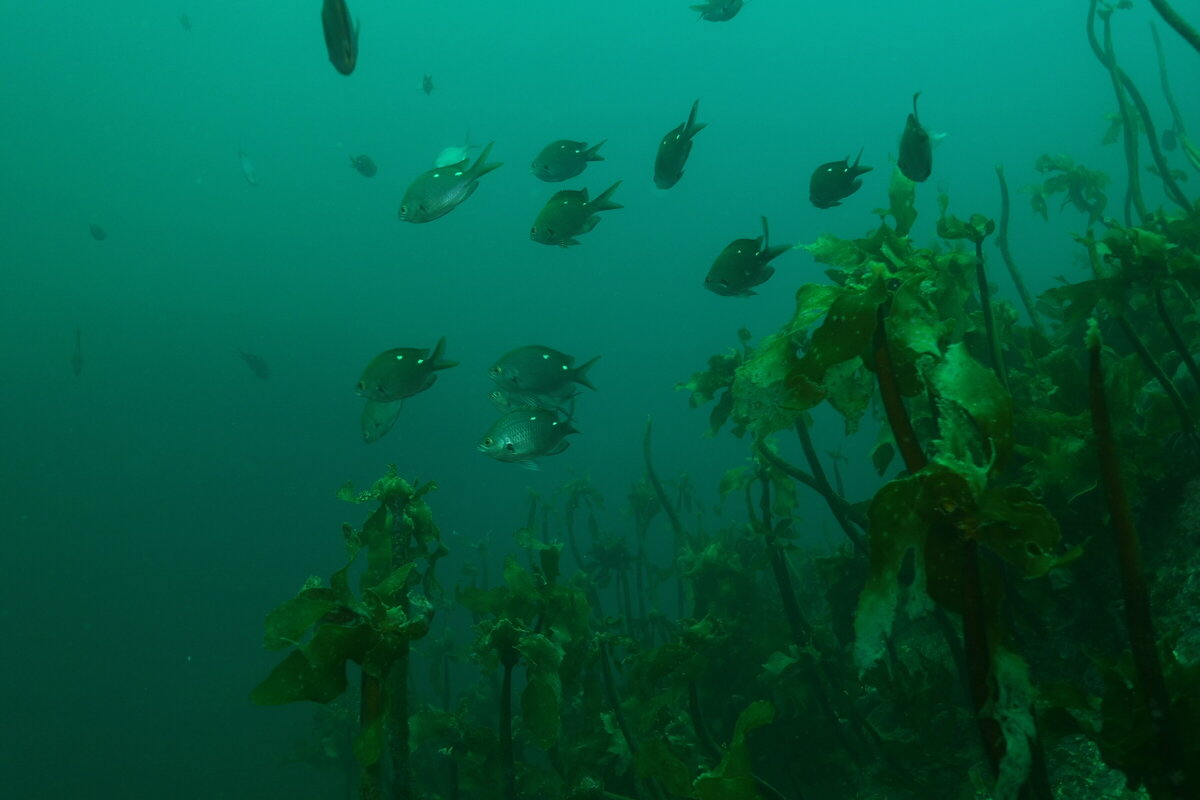 Dive Zone Tauranga Motiti Island