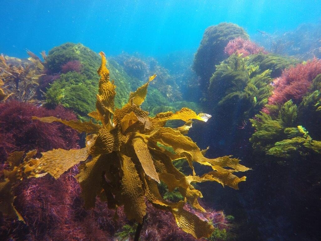 Dive Zone Tauranga Tauranga's Scuba and Free Diving Specialists