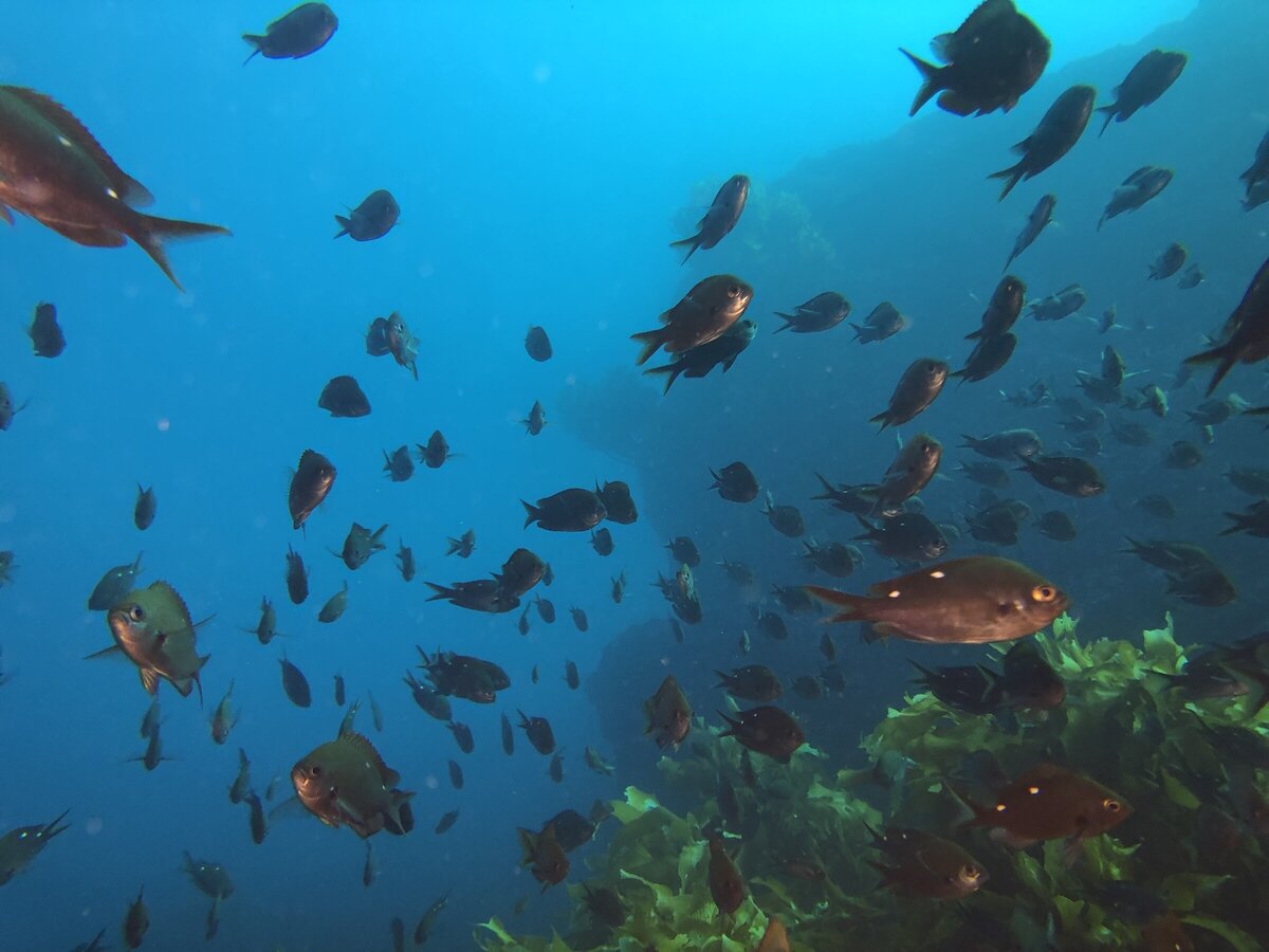 Dive Zone Tauranga Tauranga's Scuba and Free Diving Specialists