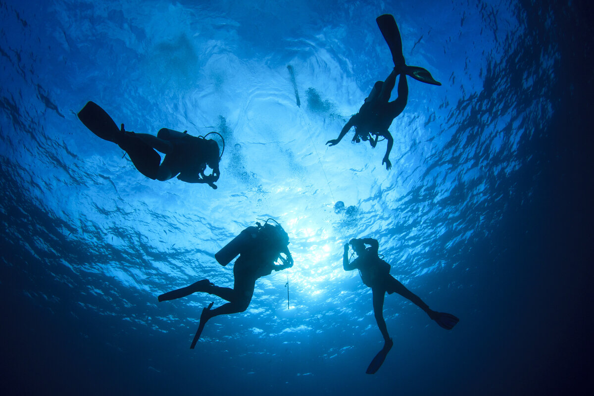 Dive Zone Tauranga Padi Open Water Diver