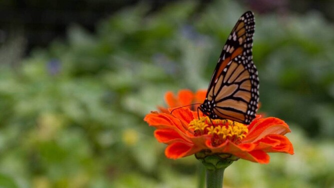 Read Yotam's Article in NZ Gardener