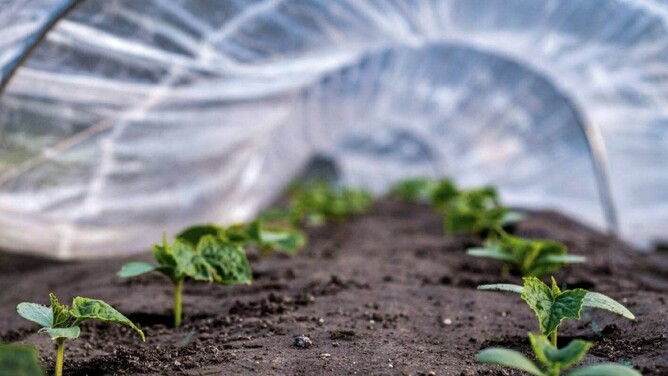 Read Yotam's article in NZ Gardener