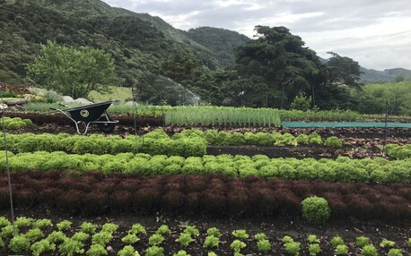 Market Gardening Online Course - Learn what you need to know to have the best possible start to your market garden. NEW SALE PRICE! Now only $199