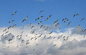 Systems Thinking: Land Use Capability and Sustainability