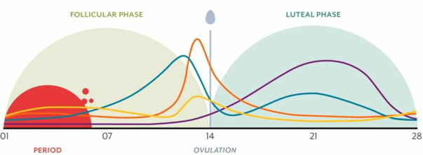 Understanding Your Menstrual Cycle: What Really Happens Each Month