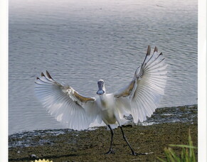 Back In The Day : Paekākāriki