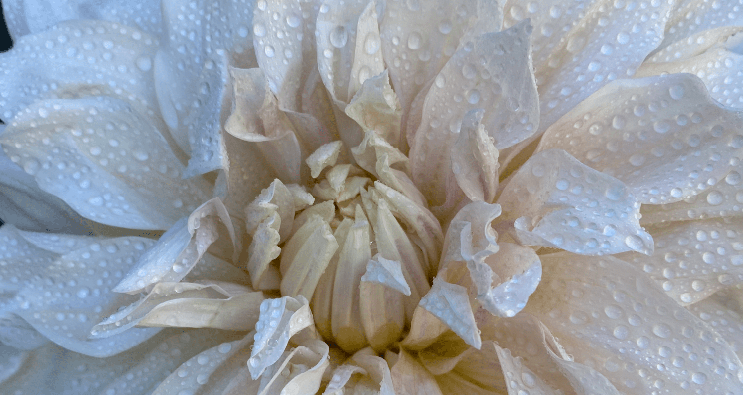 The Occasional Florist Papamoa Papamoa Florist for Flower Delivery