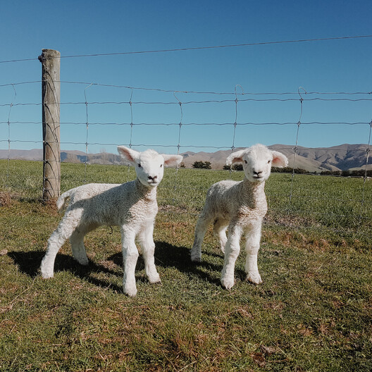 NZ Wool, Wollen Jersey, Hunter Hills, Farmstay, Organic Wool, Organic Meat, New Zealand Farm Experience, Hunter Hills, Working Farm, Timaru, Hunter Hills Organics, 100% Pure NZ Wool, Wool Rugs, Lambswool Blankets