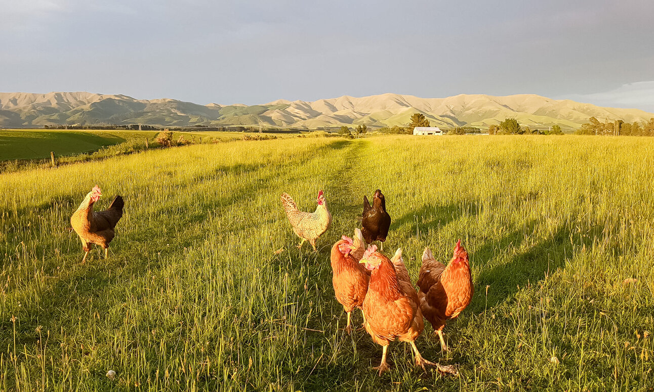 NZ Wool, Wollen Jersey, Hunter Hills, Farmstay, Organic Wool, Organic Meat, New Zealand Farm Experience, Hunter Hills, Working Farm, Timaru, Hunter Hills Organics, 100% Pure NZ Wool, Wool Rugs, Lambswool Blankets, Teschemaker, Otaio, Quinn, Collier, Free Range
