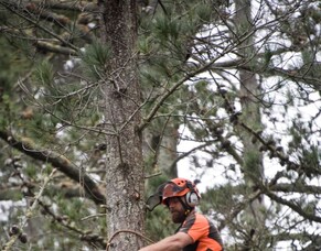 Three-Year Grant Awarded to Protect Rings Beach Wetland