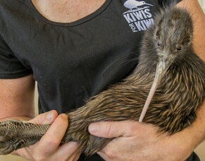 Kiwi return to Matarangi Bluff Scenic Reserve