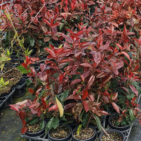 Photinia Red Robin | Plant Express