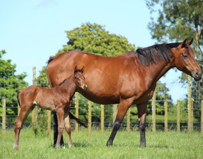 Zayydani delivers on debut