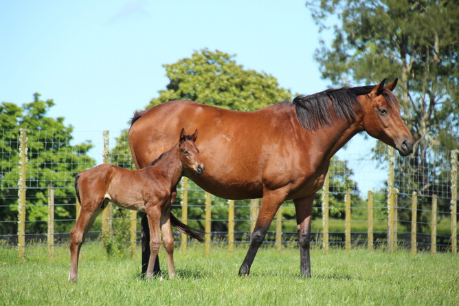 Ruqqaya and her O'Reilly colt in 2015