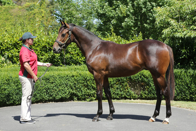 Fortified pictured as a yearling. - Photo: Trish Dunell