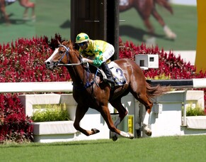 Sky Field on Hong Kong Classic Mile trail