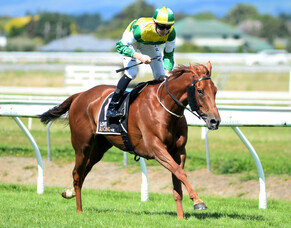 Beauden gearing up for Melbourne Campaign