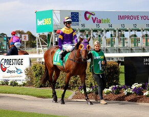 Stallion Ocean's Fourteen back on track