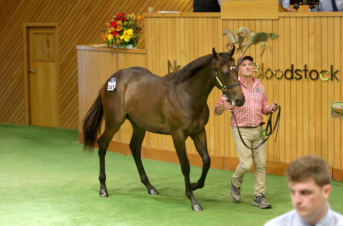 The top-priced yearling sold by the Taylors at the recent Karaka Sale, a colt by I Am Invincible out of Sancerre. Photo: Trish Dunell