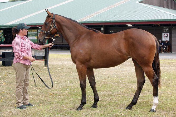 Lot 575, Tivaci x Enide filly. Photo: Trish Dunell