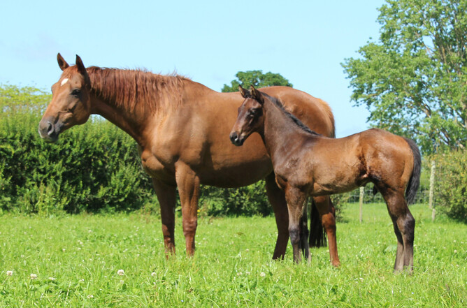 Okahu Bay and Pareanui Bay as a foal.