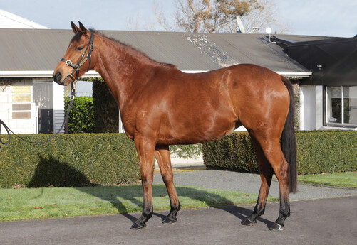 Ilimitado. Photo / Trish Dunell