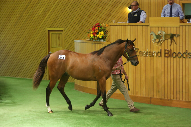 Lot 241, the Tivaci colt, was purchased by Bruce Perry for $500,000. Photo: Trish Dunell