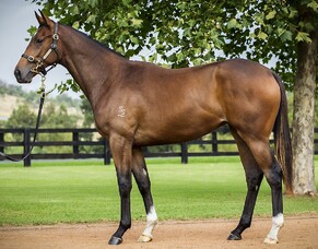 Special Light gets maiden win