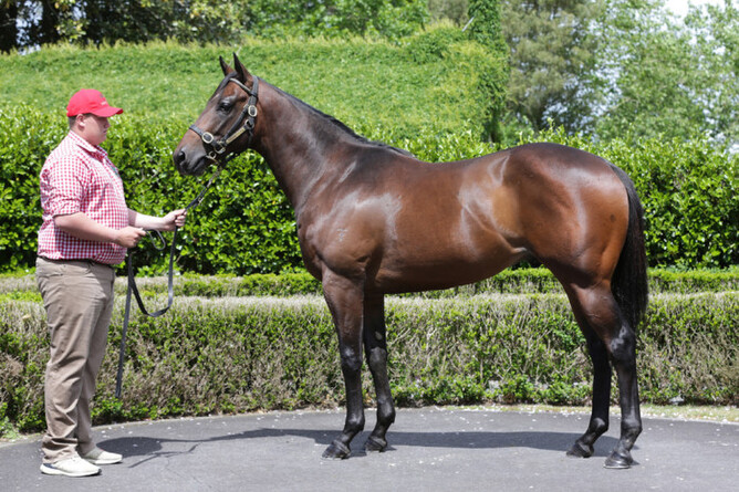Lim's Kosciuszko as a Ready To Run 2YO. - Photo: Trish Dunell