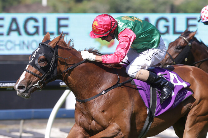 Gr.1 Windsor Park Plate contender Two Illicit. Photo: Trish Dunell