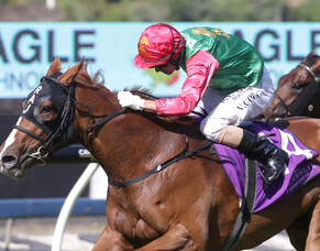 Trans-Tasman Group 1 hopes for Trelawney Stud